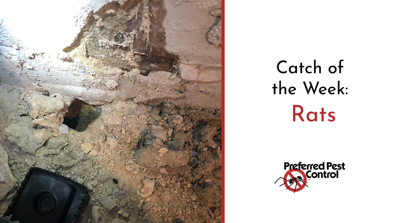 Catch of the Week 15 Rats Invade Des Moines